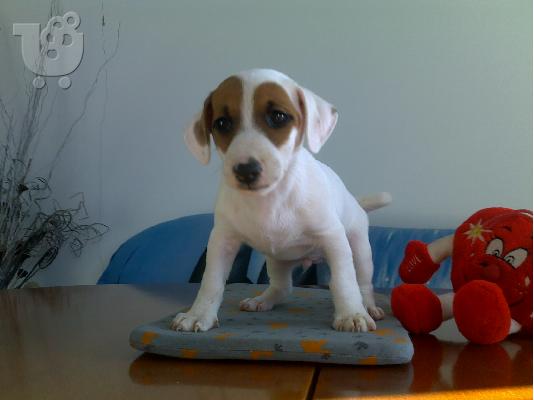 PoulaTo: Kαλή τιμή!!!.Πουλάω όμορφα κουτάβια ράτσα JACK RUSSEL TERRIER - Τζακ Ράσελ Τεριέ - 300 euro